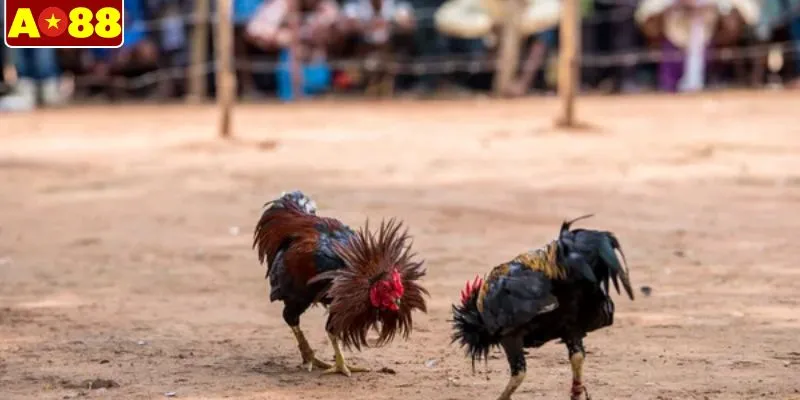 Các dạng kèo khi tham gia đá gà trực tuyến