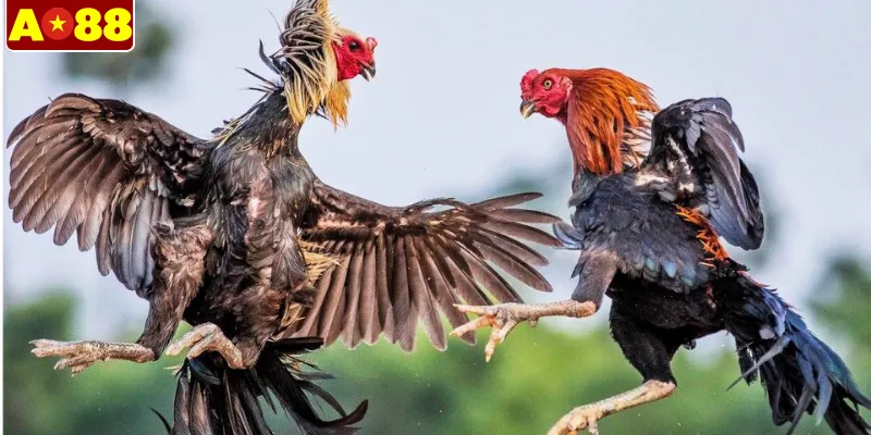Chọn gà mạnh vũ khí bí mật của các sư kê
